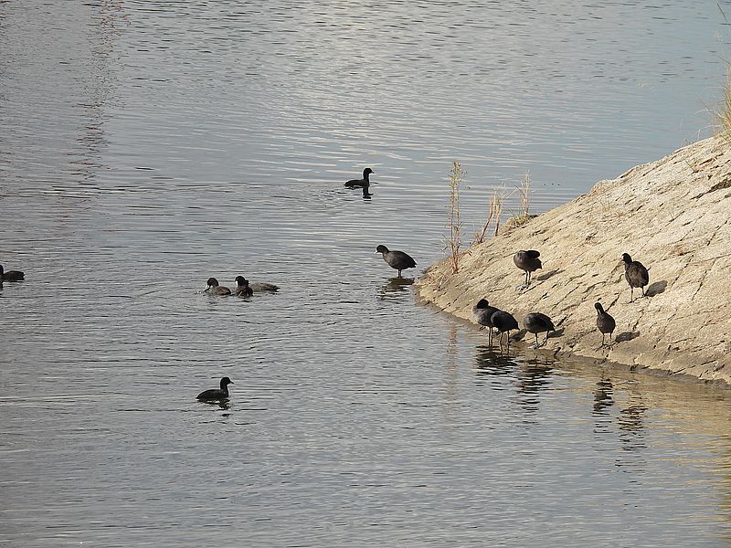 オオバンちゃん