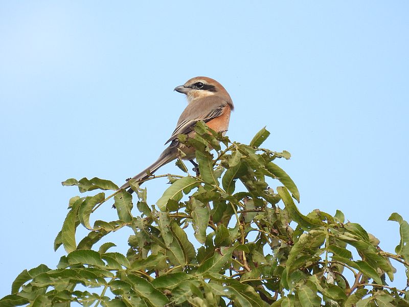 ラブリーソルジャーモズちゃん