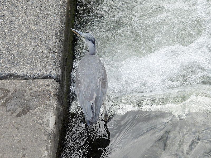 アオサギ若先生