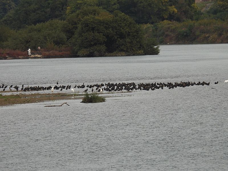 カワウちゃんとチュウダイサギちゃん