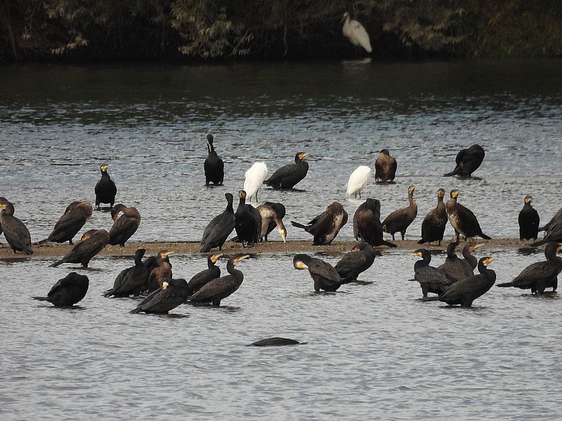 カワウちゃんとチュウダイサギちゃん