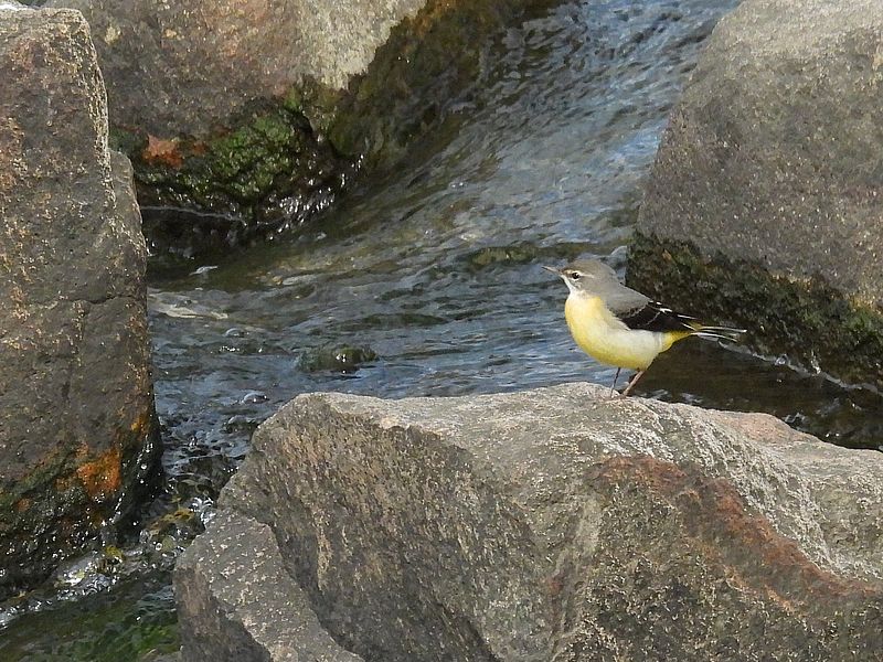 キセキレイちゃん