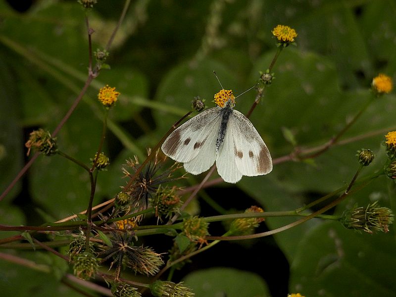 モンシロちゃん