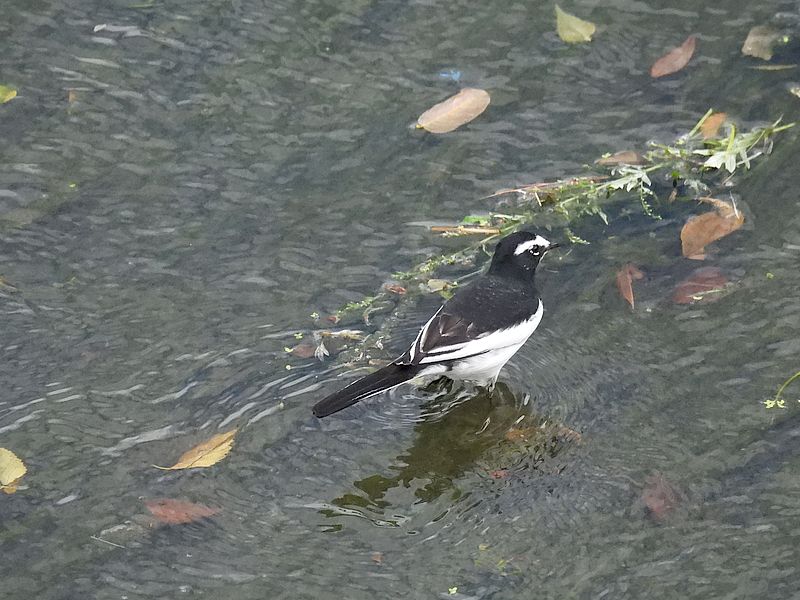 セグロセキレイちゃん