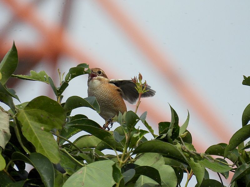 ラブリーエンジェルモズちゃん