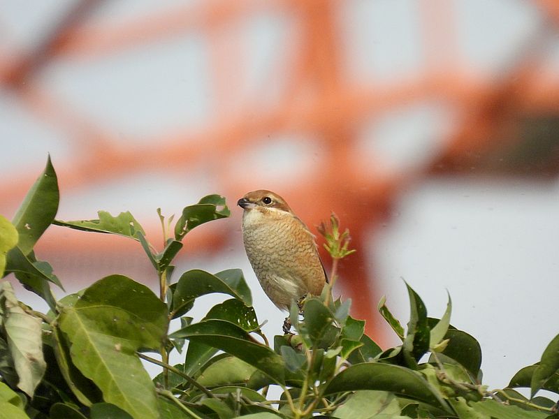 ラブリーエンジェルモズちゃん