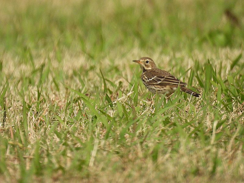 タヒバリちゃん