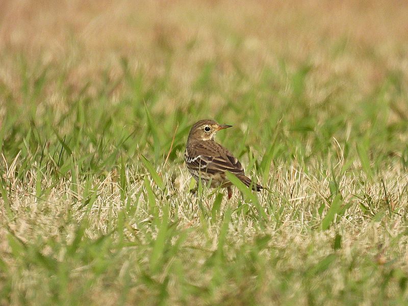 タヒバリちゃん