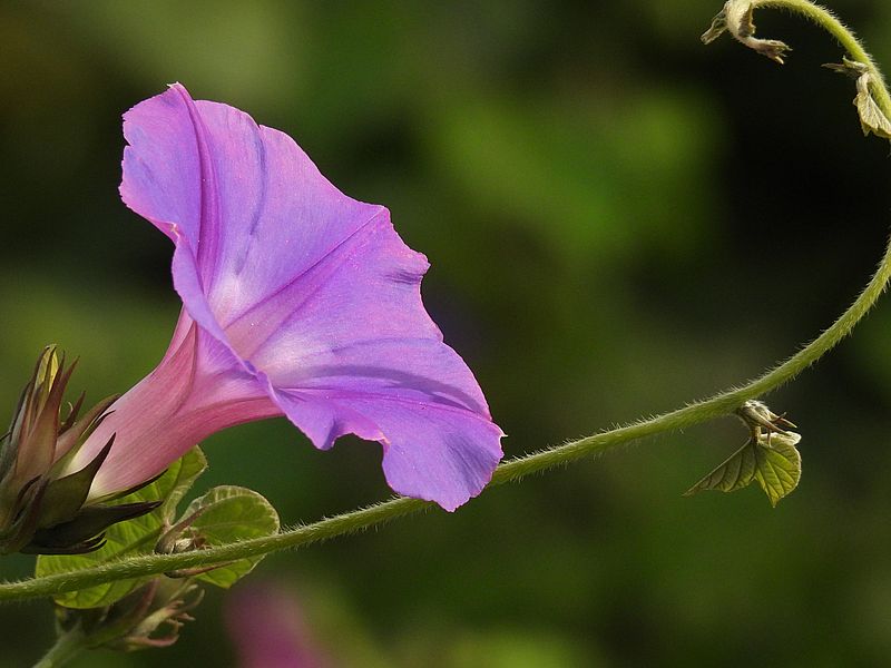 リュウキュウアサガオ