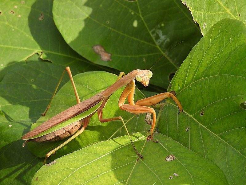 オオカマキリさん