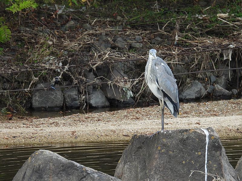 アオサギ若先生