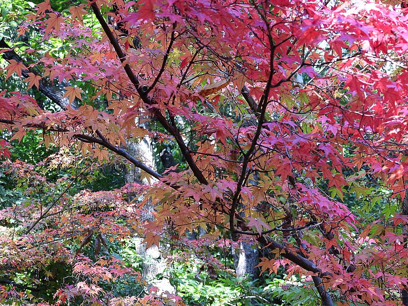 山田池公園のもみじ