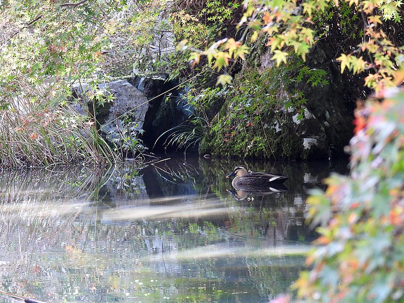 カルガモちゃん