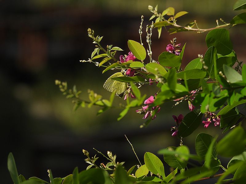 キチョウちゃん