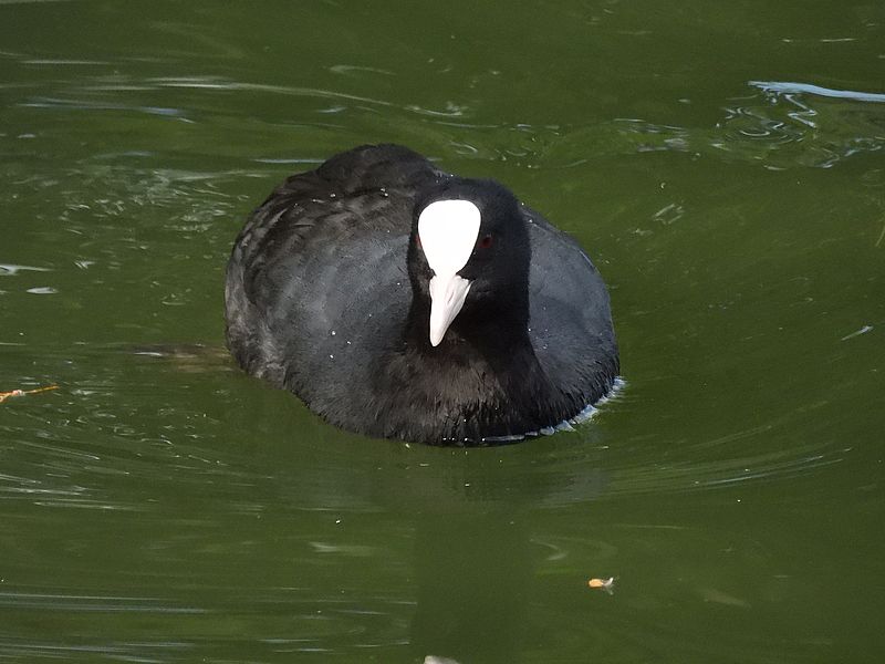 オオバンちゃん