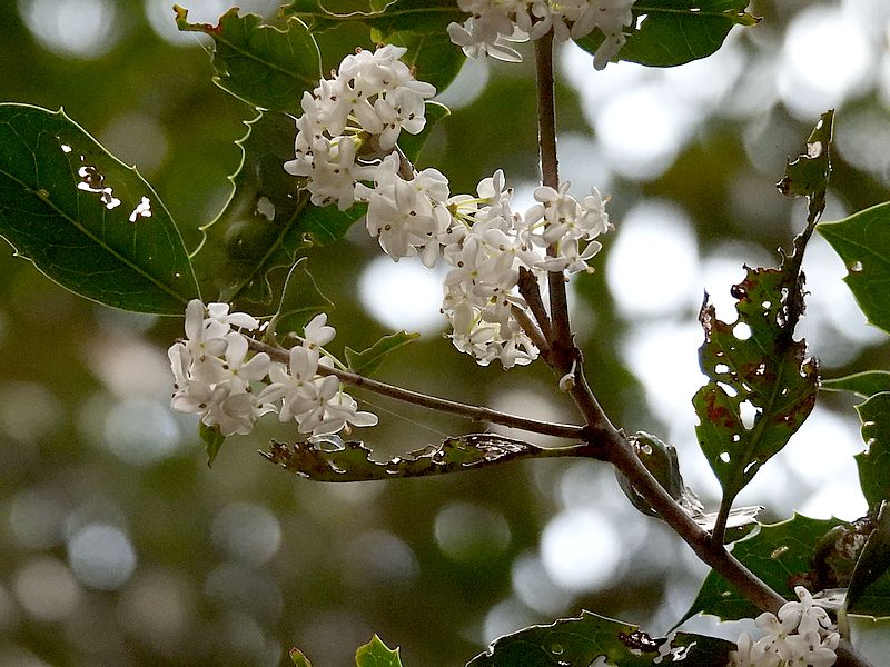 ヒイラギモクセイ