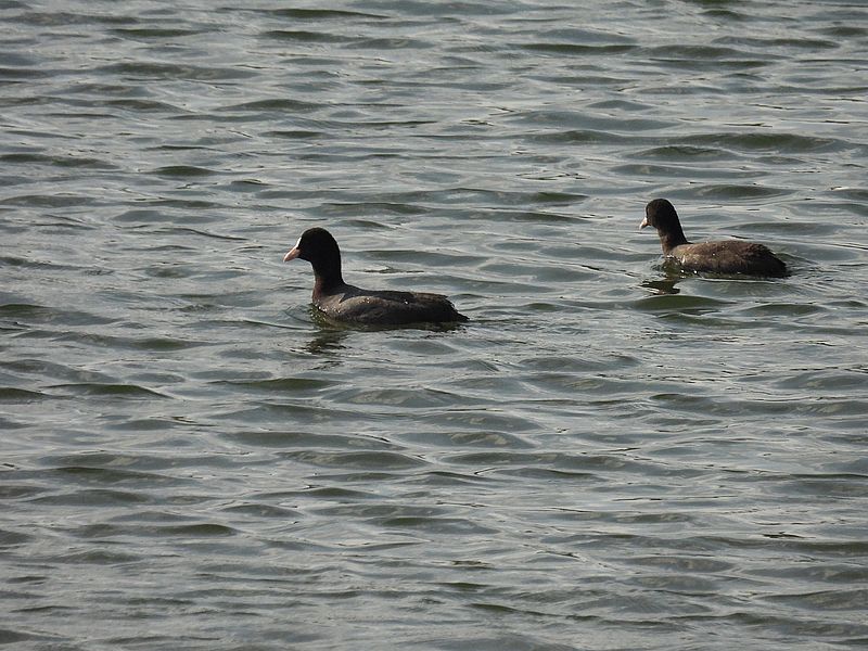 オオバンちゃん