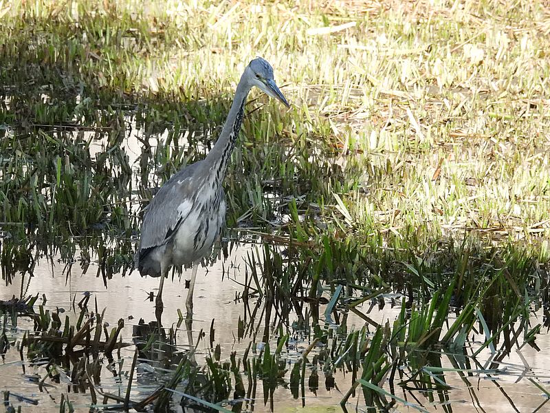 アオサギ若先生