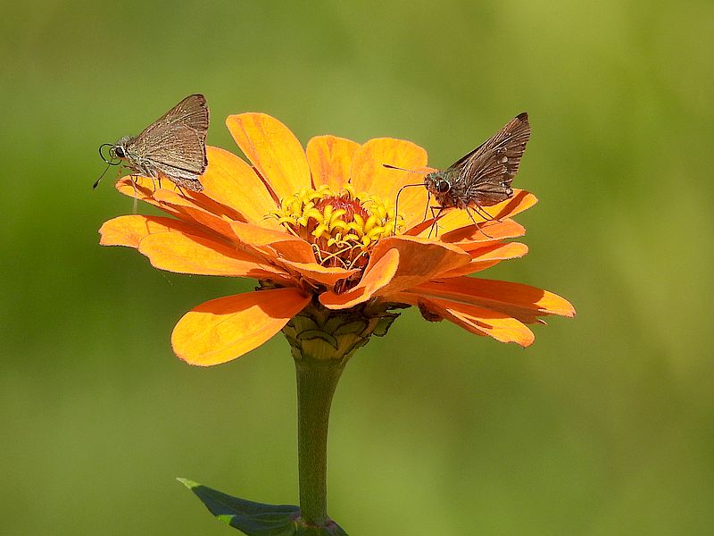 セセリチョウちゃん