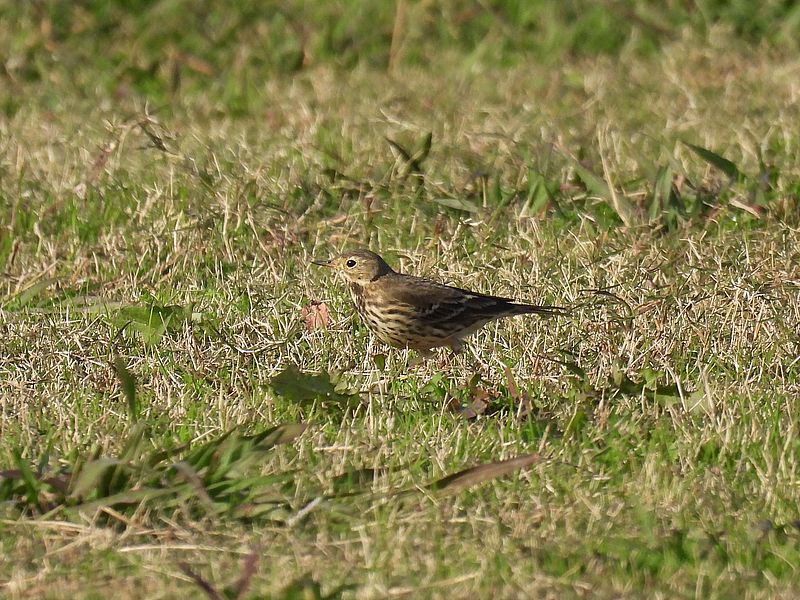 タヒバリちゃん