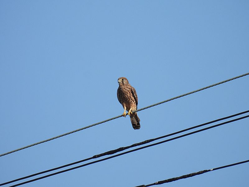 チョウゲンボウのペコちゃん