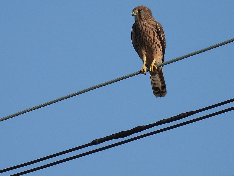 チョウゲンボウのペコちゃん