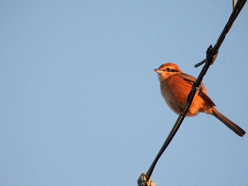 ラブリーソルジャーモズちゃん