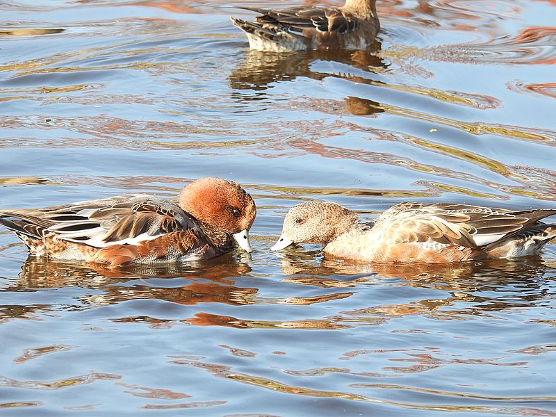ぴゆちゃんご夫妻