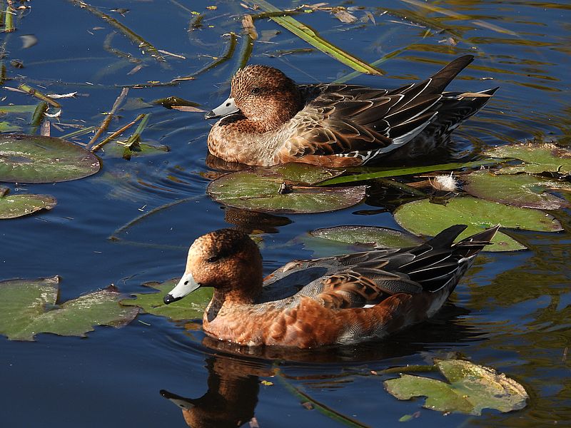 ぴゆちゃんご夫妻