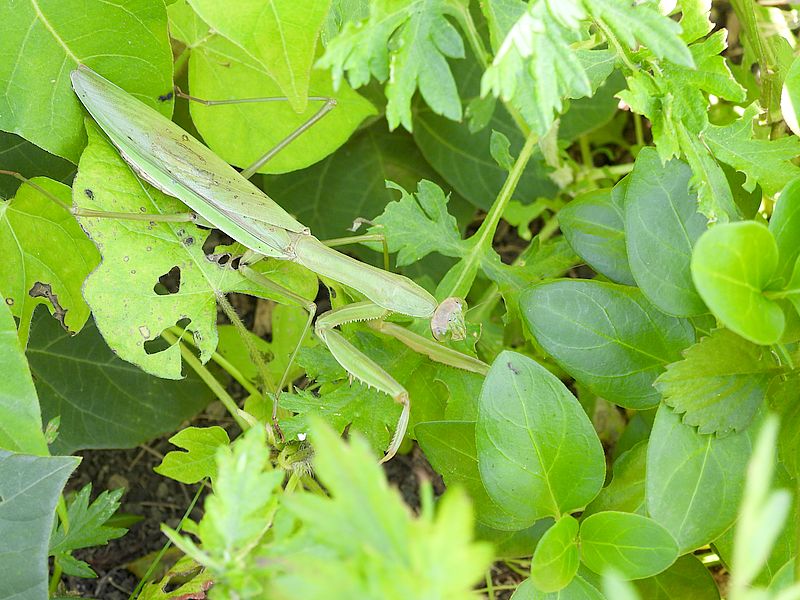 オオカマキリさん