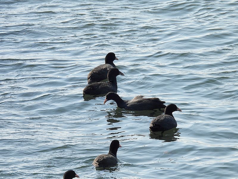 オオバンちゃん