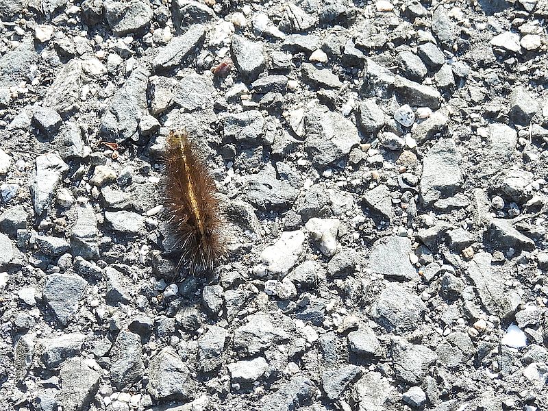 クマケムシさん