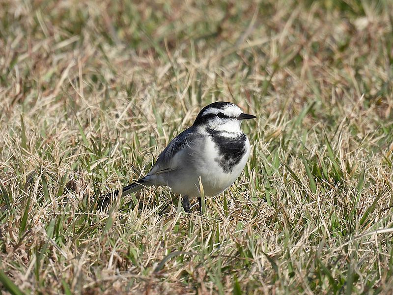 ハクセキレイちゃん