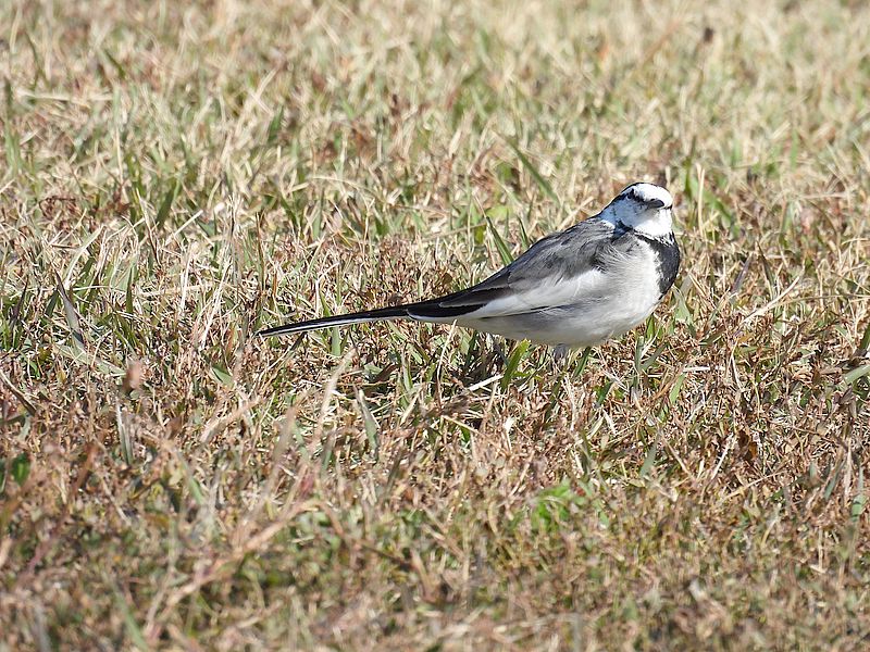 ハクセキレイちゃん
