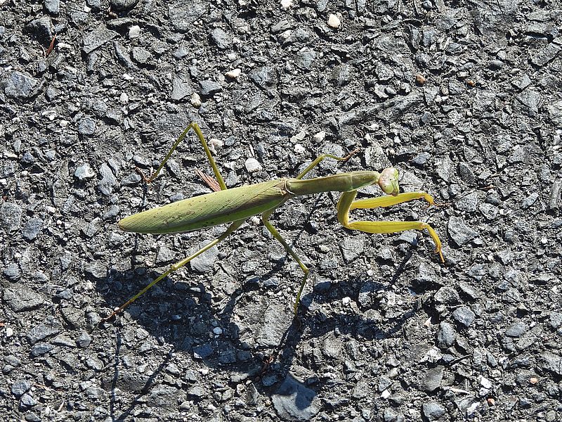 オオカマキリさん