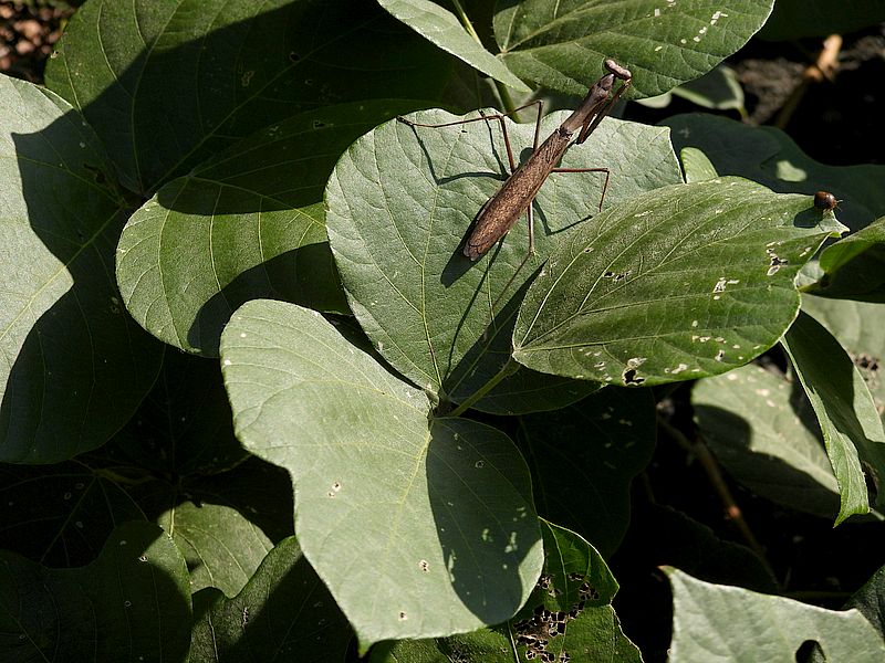 コカマキリちゃん