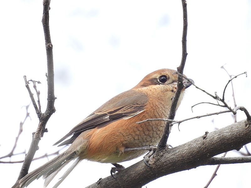 ラブリーエンジェルモズちゃん