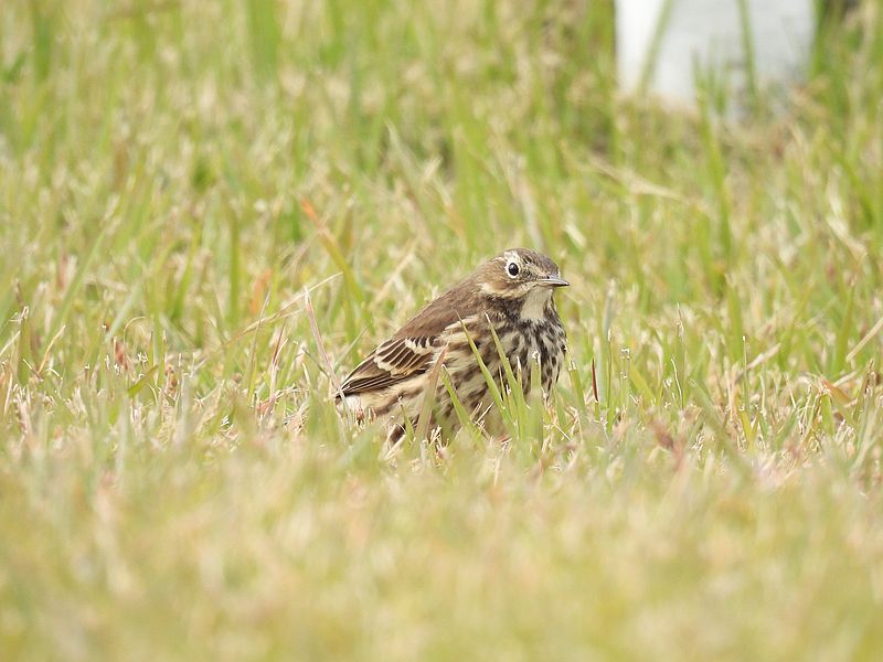 タヒバリちゃん