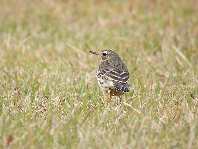 タヒバリちゃん
