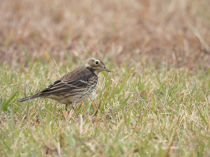 タヒバリちゃん
