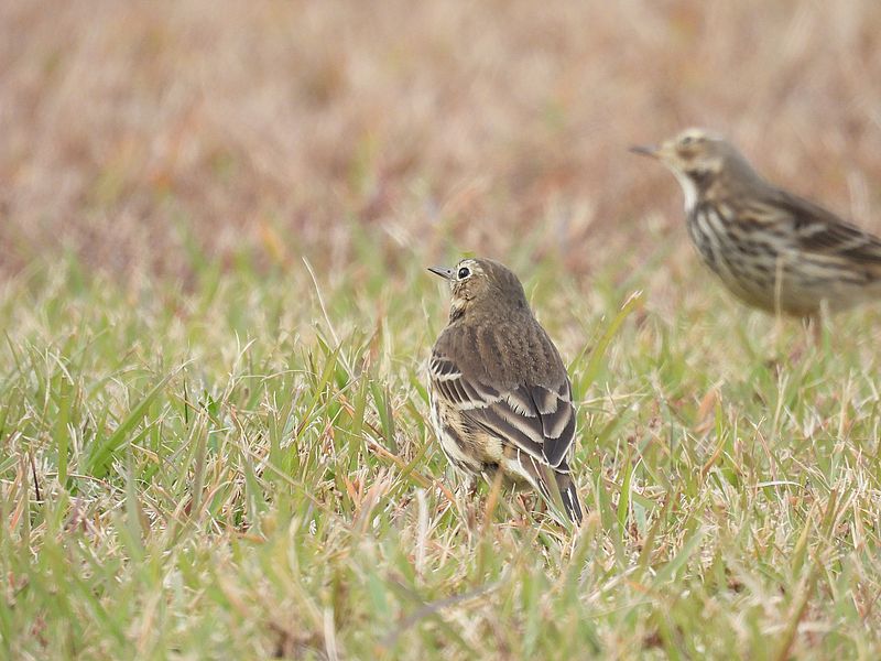 タヒバリちゃん