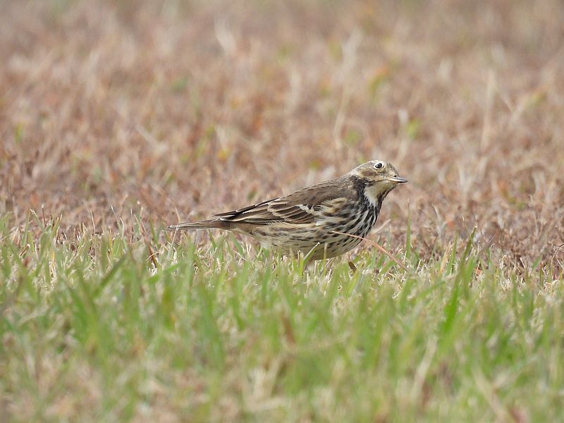 タヒバリちゃん