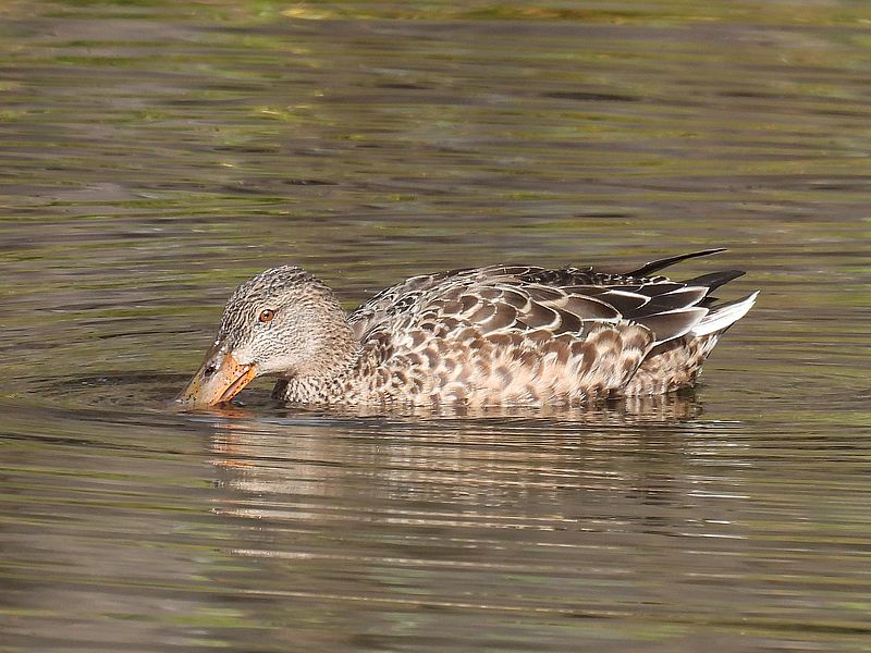 ハシビロ子ちゃん