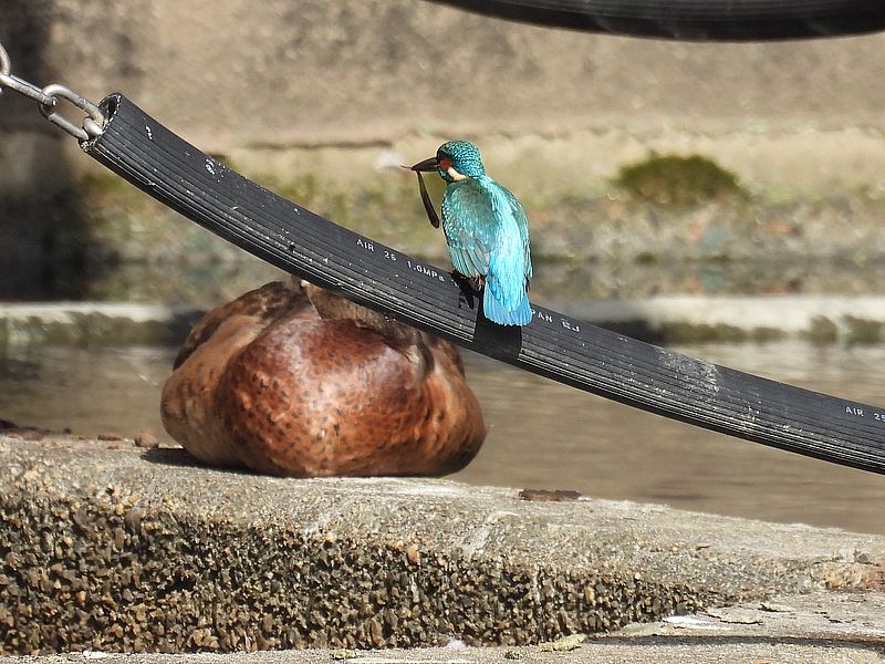 カワセミちゃん