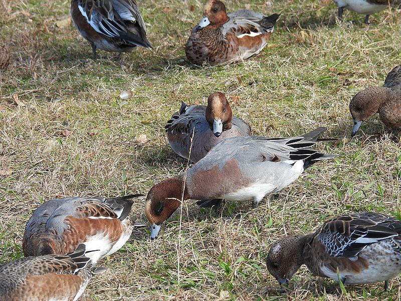 ぴゆちゃんたち