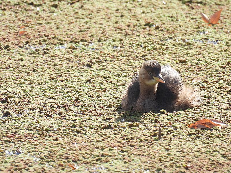 カイツブリちゃん