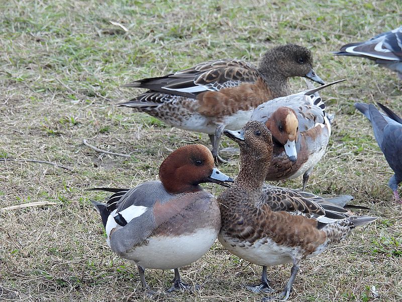 あらぶるぴゆ子さん