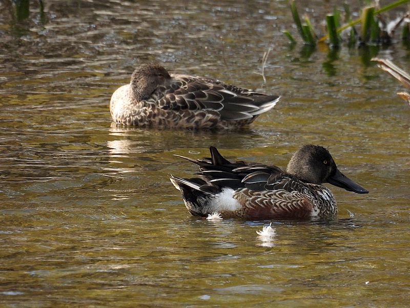 ハシビロさんご夫妻…じゃないかも