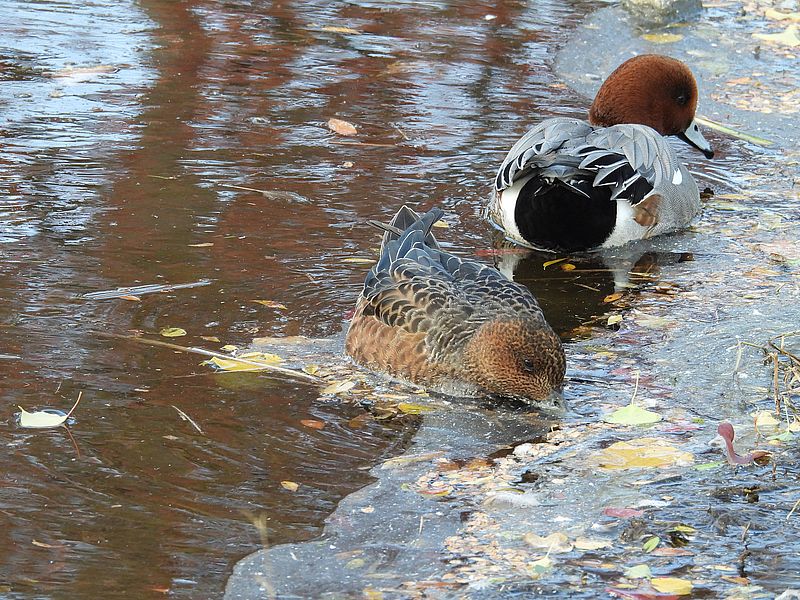 ぴゆちゃんご夫妻