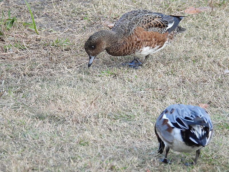 ぴゆ子さんが増えた